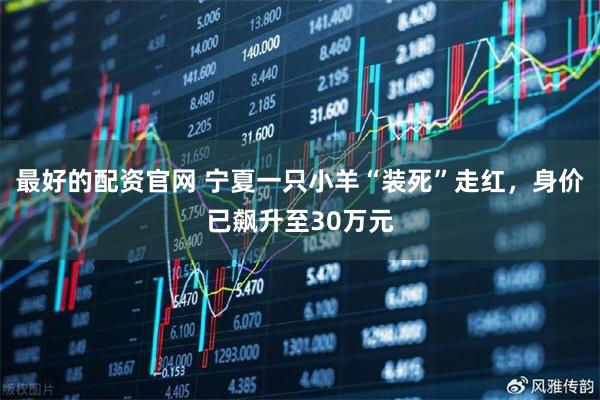 最好的配资官网 宁夏一只小羊“装死”走红，身价已飙升至30万元